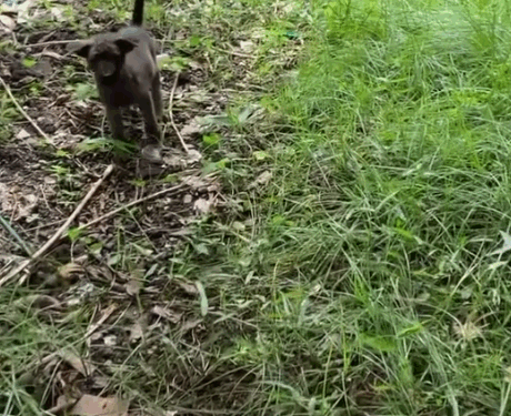 Adopt a rescue❤️‍🩹. Save a life We rescued Nunu as a little six weeks old puppy from a rubbish pile back in March_part2