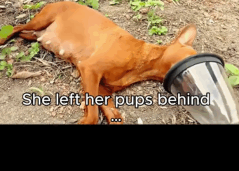 Starving Mama. Hungry Pups. One Rescue Changed Everything._part2