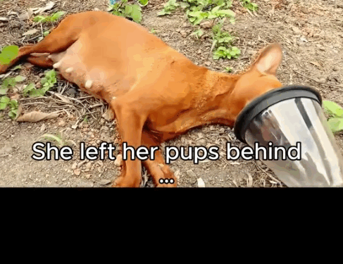 Starving Mama. Hungry Pups. One Rescue Changed Everything._part2