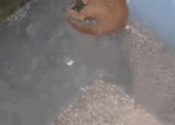 No one needs me #cat #trending_part2