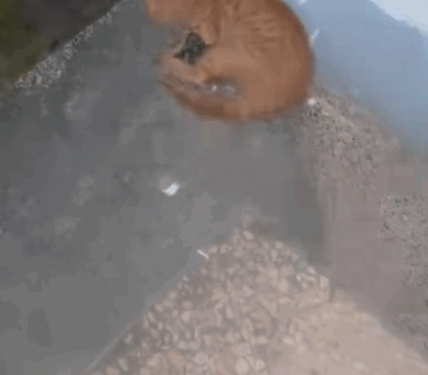 No one needs me #cat #trending_part2