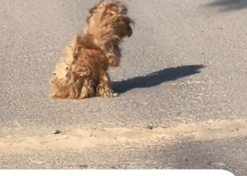 Part2.Animals Rescue #dogrescue #rescuedog #dogsofttiktok #foryoupage #foryou #dogs