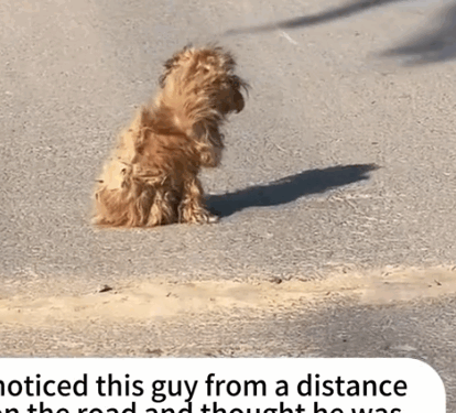 Part2.Animals Rescue #dogrescue #rescuedog #dogsofttiktok #foryoupage #foryou #dogs