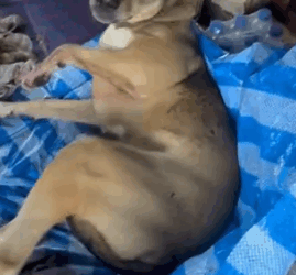 Mangosteen needed our help desperately… Yesterday, we received a message from a family pleading for help_part2