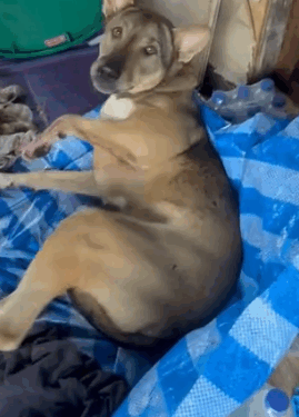 Mangosteen needed our help desperately… Yesterday, we received a message from a family pleading for help_part2