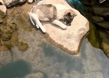 Part2. Animals Rescue #dogrescue #rescuedog #dogsofttiktok #foryoupage #foryou #dogs