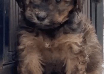 Rescue a poor puppy lying next to trash can and then…… #rescue #rescueanimals_part2