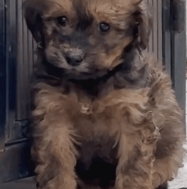 Rescue a poor puppy lying next to trash can and then…… #rescue #rescueanimals_part2