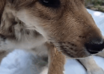 Part2.Animals Rescue #dogrescue #rescuedog #dogsofttiktok #foryoupage #foryou #dogs