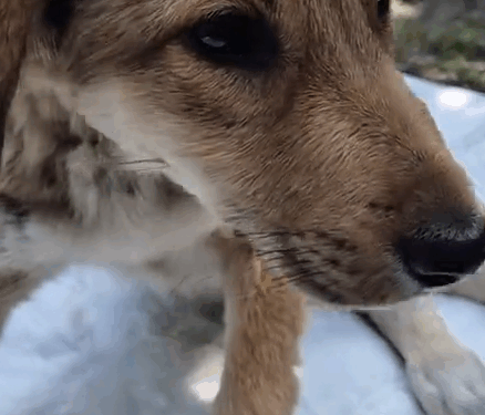 Part2.Animals Rescue #dogrescue #rescuedog #dogsofttiktok #foryoupage #foryou #dogs