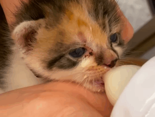 part2.Animals Rescue #dogrescue #rescuedog #dogsofttiktok #foryoupage #foryou #dogs