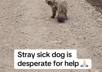 Part 2.Animals Rescue #rescuedog #dogrescue #dogsofttiktok #foryoupage #foryou #dogs