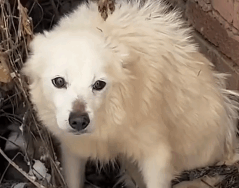 Part2.Animals Rescue #dogrescue #rescuedog #dogsofttiktok #foryoupage #foryou #dogs