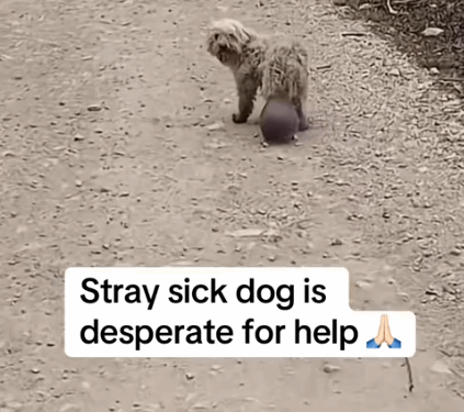 Part 2.Animals Rescue #rescuedog #dogrescue #dogsofttiktok #foryoupage #foryou #dogs