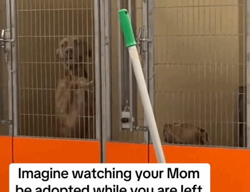 BukBuk’s Update, watch until the end please._part2