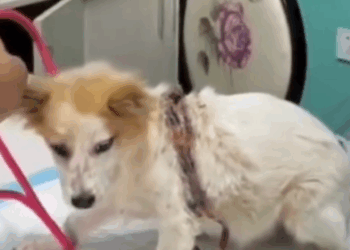 Stray dog with big wound_part2