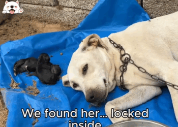 She Just Looked at Us… And Begged for Help._part2