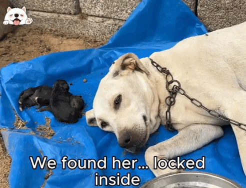 She Just Looked at Us… And Begged for Help._part2