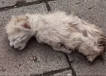 Rescued a dying kitten and witnessing a 60-day transformation_part2