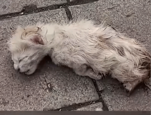 Rescued a dying kitten and witnessing a 60-day transformation_part2