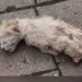 Rescued a dying kitten and witnessing a 60-day transformation_part2