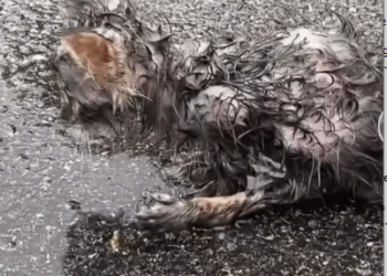 rescue of a small kitten abandoned in the middle of the street with a paw problem❤️ #heroes #saved_part2