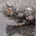rescue of a small kitten abandoned in the middle of the street with a paw problem❤️ #heroes #saved_part2