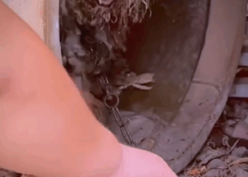 part2 .Animals Rescue #dogrescue #rescuedog #dogsofttiktok #foryoupage #foryou #dogs