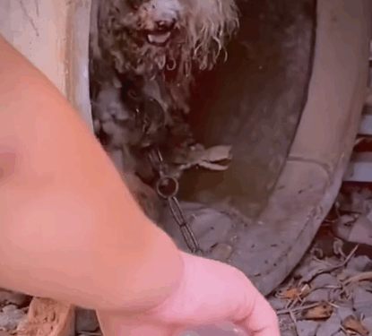 part2 .Animals Rescue #dogrescue #rescuedog #dogsofttiktok #foryoupage #foryou #dogs