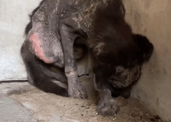 part2.Animals Rescue #dogrescue #rescuedog #dogsofttiktok #foryoupage #foryou #dogs