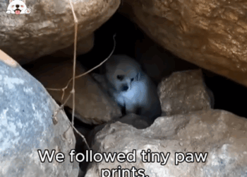 A Stone Shelter Was All They Had… Until Now._part2