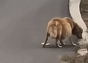 A golden retriever with a belly the size of 2 basketball was found on the side of the road_part2