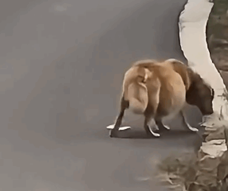 A golden retriever with a belly the size of 2 basketball was found on the side of the road_part2