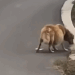 A golden retriever with a belly the size of 2 basketball was found on the side of the road_part2