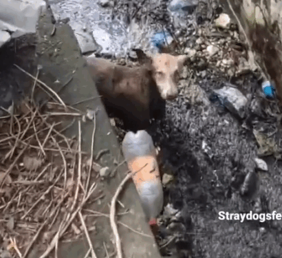 Part2. Animals Rescue #dogrescue #rescuedog #dogsofttiktok #foryoupage #foryou #dogs