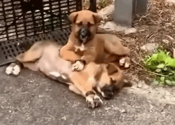 Part2.Animals Rescue #dogrescue #rescuedog #dogsofttiktok #foryoupage #foryou #dogs