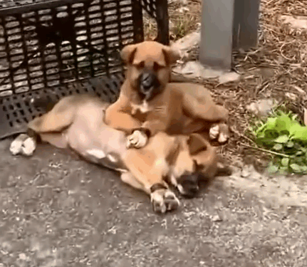 Part2.Animals Rescue #dogrescue #rescuedog #dogsofttiktok #foryoupage #foryou #dogs