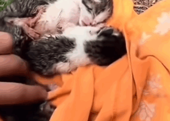 Part2.Animals Rescue #dogrescue #rescuedog #dogsofttiktok #foryoupage #foryou #dogs