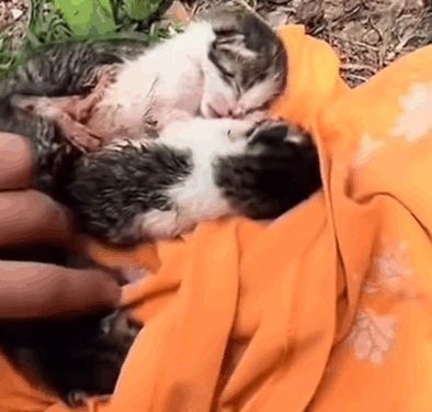 Part2.Animals Rescue #dogrescue #rescuedog #dogsofttiktok #foryoupage #foryou #dogs