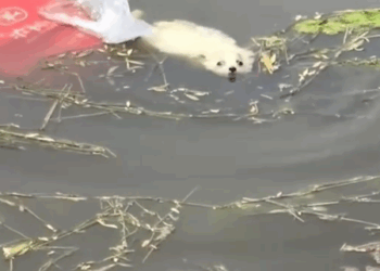 dog #rescuedog #poordog #fyp_part2