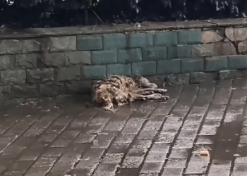 part2. Animals Rescue #dogrescue #rescuedog #dogsofttiktok #foryoupage #foryou #dogs