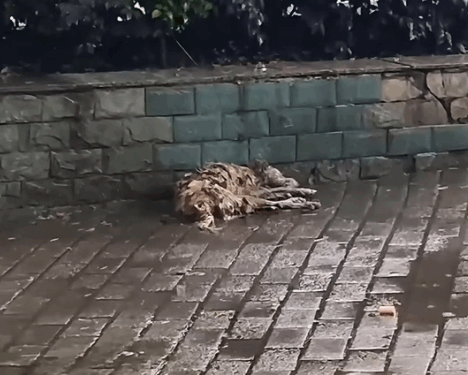 part2. Animals Rescue #dogrescue #rescuedog #dogsofttiktok #foryoupage #foryou #dogs