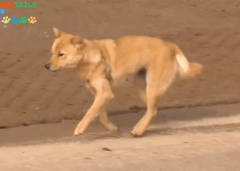 Bella’s Brave Heart. A mother’s love never gives up_part2