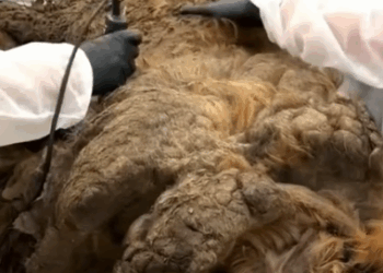 Super matted Mastiff finally gets hair cut_part2