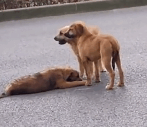 Part2.Animals Rescue #dogrescue #rescuedog #dogsofttiktok #foryoupage #foryou #dogs