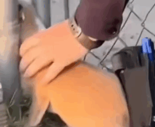 A small Corgi got stuck in the iron door but was saved by me._part2