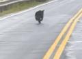 Baby bear runs after man hoping he will adopt it_part2