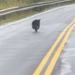 Baby bear runs after man hoping he will adopt it_part2