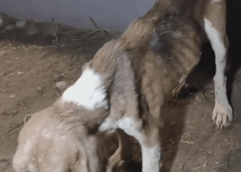 We rescued two Beagles who seem to have escaped from a_part2