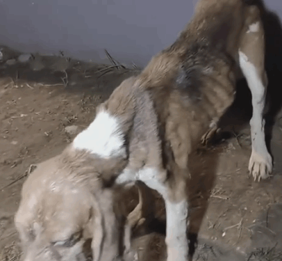 We rescued two Beagles who seem to have escaped from a_part2